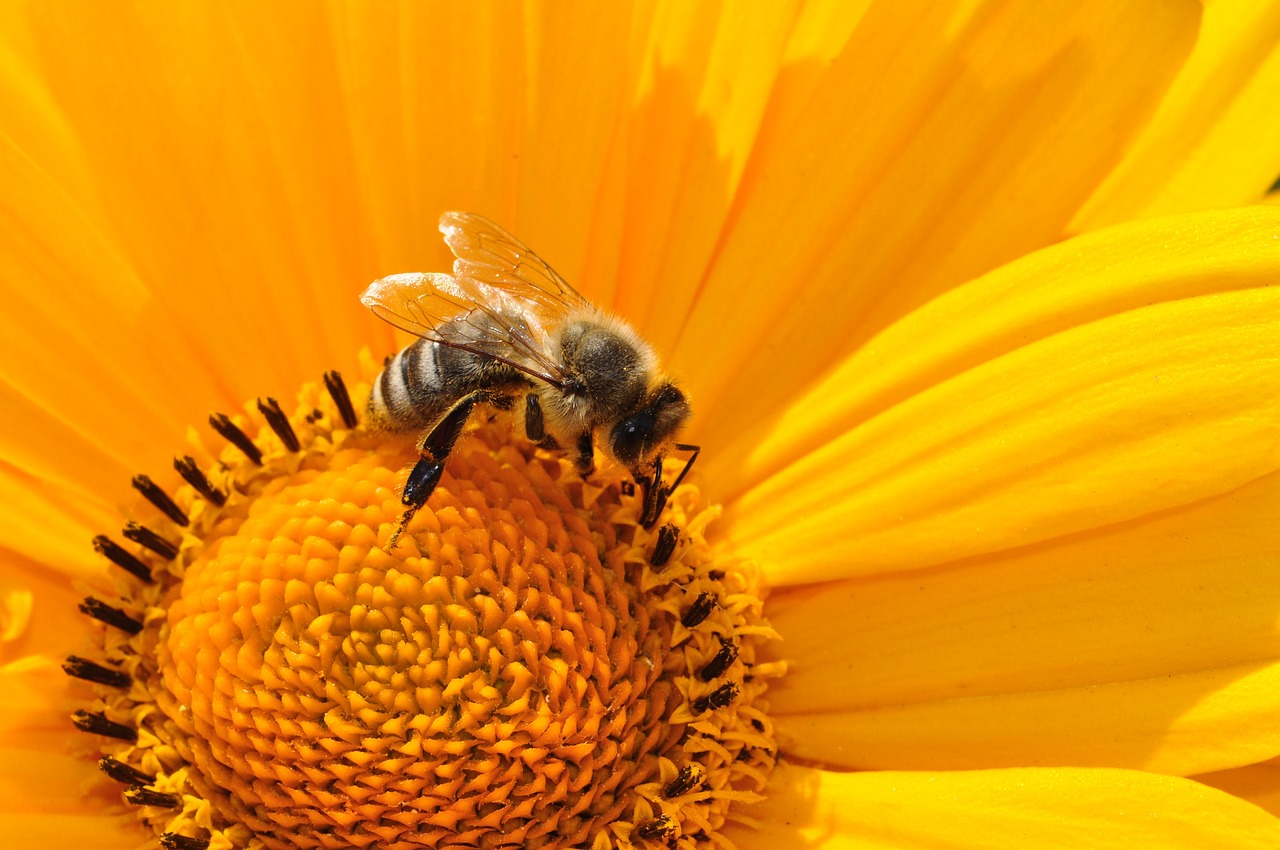 Ecomusée de l'abeille la motte d'aveillans camping cordeliers